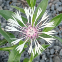 Picture of Centaurea White