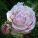 Picture of Centifolia Cottage Maid-Rose