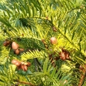 Picture of Cephalotaxus Harringtonia
