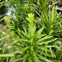 Picture of Cephalotaxus Fastigiata
