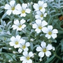 Picture of Cerastium Snow in Summer