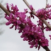 Picture of Cercis Avondale