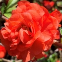 Picture of Chaenomeles Orange Storm