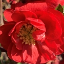 Picture of Chaenomeles Scarlet Storm
