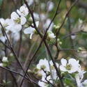 Picture of Chaenomeles Yokuku