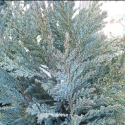 Picture of Chamaecyparis Blue Mountain