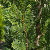 Picture of Chamaecyparis Columnaris Glauca
