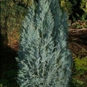 Picture of Chamaecyparis Blue Gem