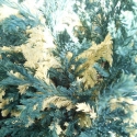 Picture of Chamaecyparis Ellwoodii Variegata