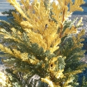 Picture of Chamaecyparis Gold Splash