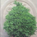 Picture of Chamaecyparis Green Globe