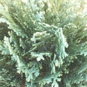 Picture of Chamaecyparis Minima