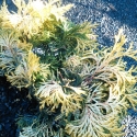 Picture of Chamaecyparis Obtusa Confucious