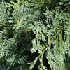 Picture of Chamaecyparis Pembury Blue