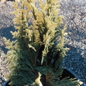 Picture of Chamaecyparis Pygmaea Argenta