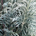Picture of Chamaecyparis Silver Queen