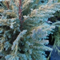 Picture of Chamaecyparis Yellow Transparent