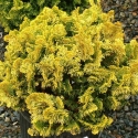 Picture of Chamaecyparis obtusa Nana Aurea