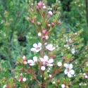 Picture of Chamaelaucium Floriferum