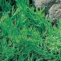 Picture of Chamomile Lawn