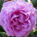 Picture of Champion Of The World-Rose