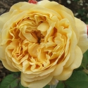 Picture of Charles Darwin Std 80cm-Rose