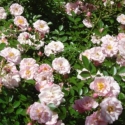 Picture of Charming Bells Std 1.8m Weeper-Rose