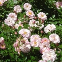 Picture of Charming Bells Std 80cm-Rose