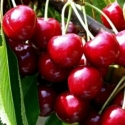 Picture of Cherry Dble Summit/Sam