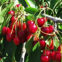 Picture of Cherry Lapins