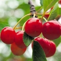 Cherry Montmorency Picture of Cherry Montmorency