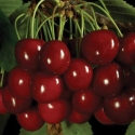 Picture of Cherry Sam L/W
