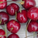 Picture of Cherry Tangshi