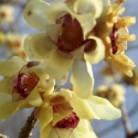 Picture of Chimonanthus Praecox