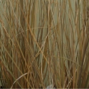 Picture of Chionochloa Rubra