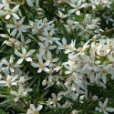 Picture of Choisya White Dazzler