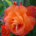 Picture of Christchurch Std 80cm-Rose