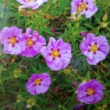 Picture of Cistus Brilliancy