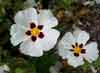 Picture of Cistus Lusitanicus