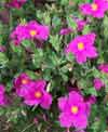 Picture of Cistus Sunset