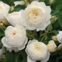 Picture of Claire Austin Std 80cm-Rose