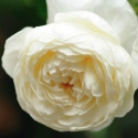 Picture of Claire Austin -Rose