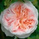 Picture of Claire Rose-Rose