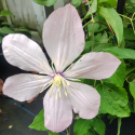 Picture of Clematis Alnor