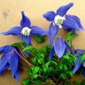 Picture of Clematis Alpina Blue Giant