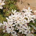 Picture of Clematis Armandii Apple Blossom