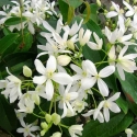 Picture of Clematis Armandii Snowdrift