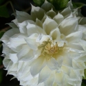 Picture of Clematis Duchess of Edinburgh