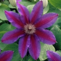 Picture of Clematis Fireworks