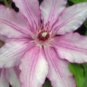 Picture of Clematis John Warren